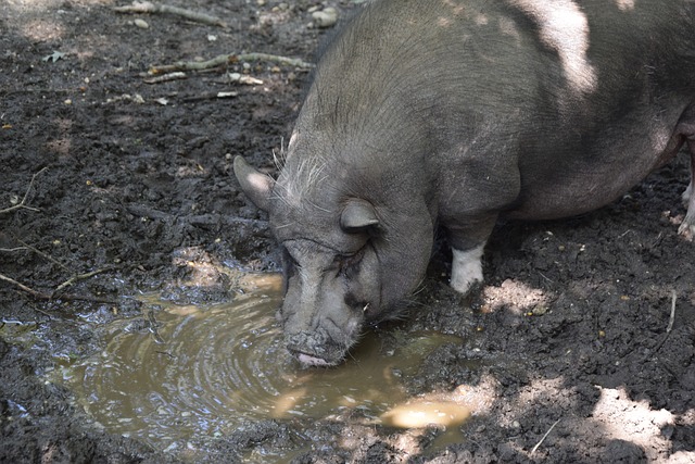 眼的阿利米 眼的阿利米